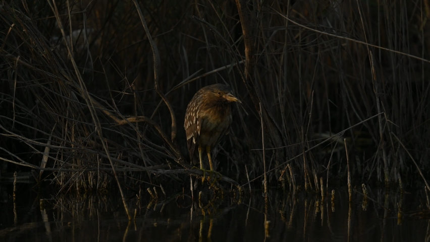 Juvenile Black-crowned Night-Heron wandering in dark at the marsh pond for food 