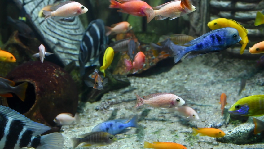 Large group of colorful fishes swims in tropical aquarium tank. Blurred african mask in the background is used as decoration. Selective focus. 4K resolution video. Fishkeeping theme.	 | Shutterstock HD Video #1084569193