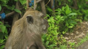 Monkeysapes in nature in Bali | Nusa Penida | 4K video