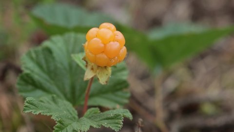 Close-up of delicious ripe Cloudberries, Rubus chamaemorus in Estonian bog forest in Soomaa National Park.