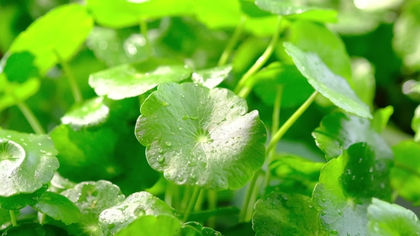 Slowmotion of water dropping into gotu kola , healthy green plant advertising closeup view | Shutterstock HD Video #1084579084