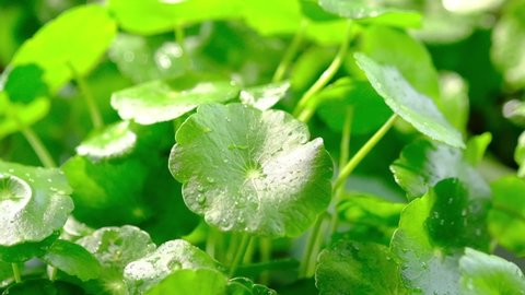 Slowmotion of water dropping into gotu kola , healthy green plant advertising closeup view