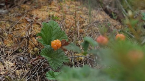 Close-up of delicious ripe Cloudberries, Rubus chamaemorus in Estonian bog forest in Soomaa National Park.