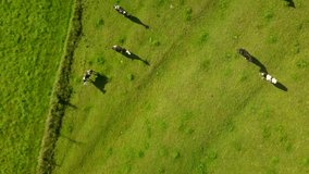 Cows herd on green pasture. 4k AERIAL video.