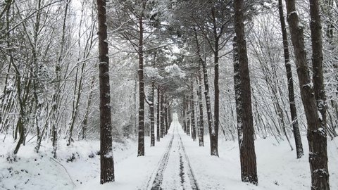 Winter Season in the Ataturk Arboretum Sariyer Istanbul Turkey