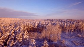 Beautiful winter forest with snowy trees in 4k aerial video.