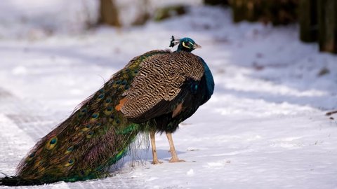 Animals and the Wild : The Peacock