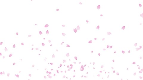 Soaring cherry blossom petals loop animation (white background)