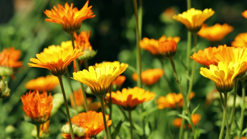 4K Orange Flower Of Calendula Officinalis. Medicinal Plant. Royalty-Free Stock Footage #1084585384