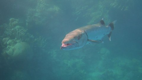 Great barracuda in the sea close up