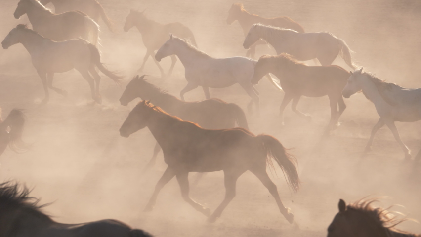Wild horses galloping through dusty desert in Oregon, slow motion Royalty-Free Stock Footage #1084585798