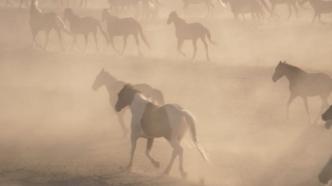Wild horses galloping through dusty desert in Oregon, slow motion