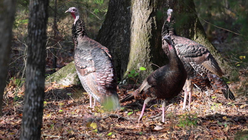 Wild Turkeys in North Carolina forest in Autumn.