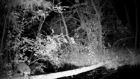 Raccoon using log bridge to in a pond at night, night vision