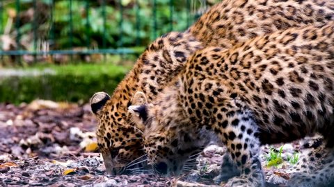 Animals and the Wild : The Leopard