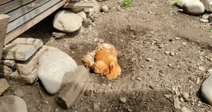A video of chicken taking a dust bath in a rural garden. A lone brown pet hen covers herself in dry dirt. Hens often do this dusty process to exfoliate, improve feathers and reduce parasites