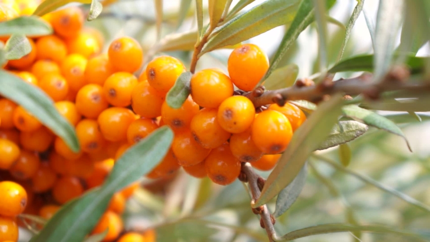 sea-buckthorn. Sea buckthorn bunches on tree close up. in sunshine in garden nature. Hippophae rhamnoides. Medical plant cosmetics etc production of oil. Vegetarianism, berry. Royalty-Free Stock Footage #1084588690