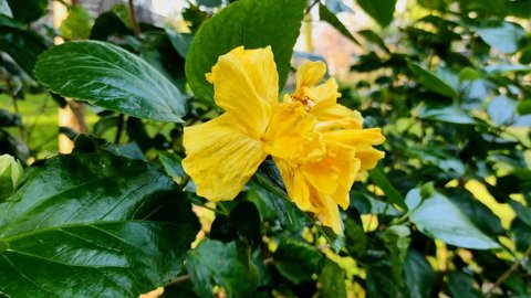 Video of yellow hibiscus flowers waving in the wind