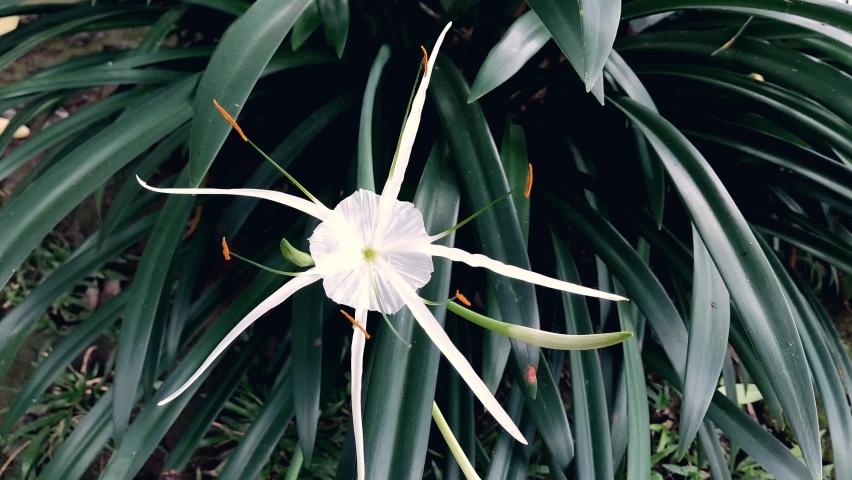 white lily or crinum asiaticum blooming in the morning