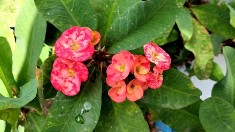 Euphorbia milii flower in bloom in the morning