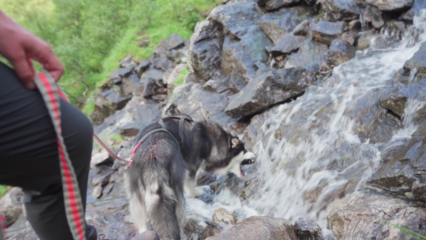 Alaskan Malamute With A Leash Drinking On Rapids Flowing From Rocky Mountains. Closeup