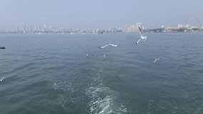 Seagull bird in flight against the bright blue sky. video from the Elephanta Island Ferry the Arabian Sea in Mumbai India. Focus on the bird.