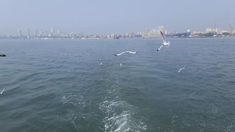 Seagull bird in flight against the bright blue sky. video from the Elephanta Island Ferry the Arabian Sea in Mumbai India. Focus on the bird. Stockvideo
