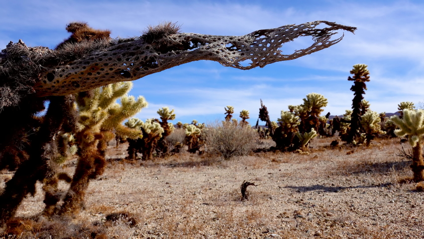Teddy bear cholla (Cylindropuntia bigelovii). Cholla Cactus Garden at Joshua Tree National Park. California