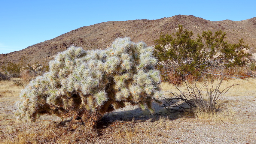 Silver cholla (Cylindropuntia echinocarpas) in Cholla Cactus Garden, Joshua Tree National Park, California USA