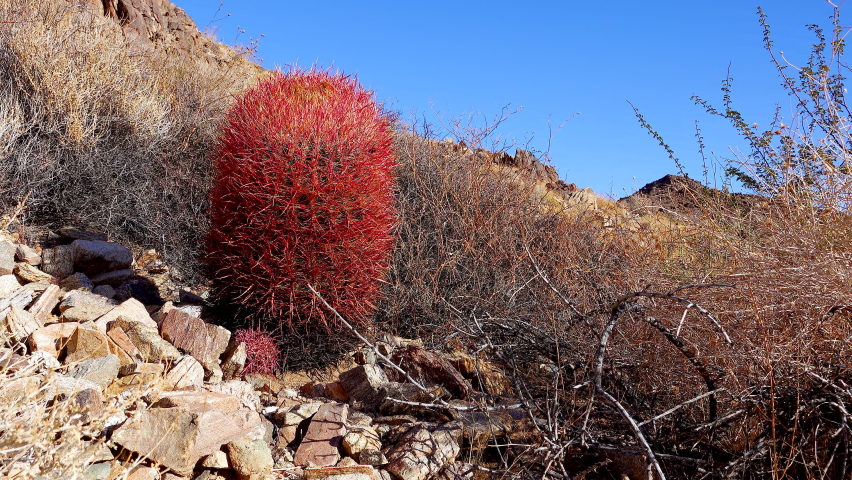 Desert mountain landscape with cacti. Desert barrel cactus Ferocactus cylindraceus, Joshua Tree National Park, south California