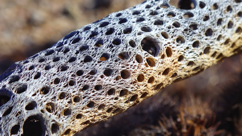 Teddy bear cholla (Cylindropuntia bigelovii). Cholla Cactus Garden at Joshua Tree National Park. California