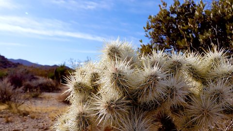 Silver cholla (Cylindropuntia echinocarpas) in Cholla Cactus Garden, Joshua Tree National Park, California USA