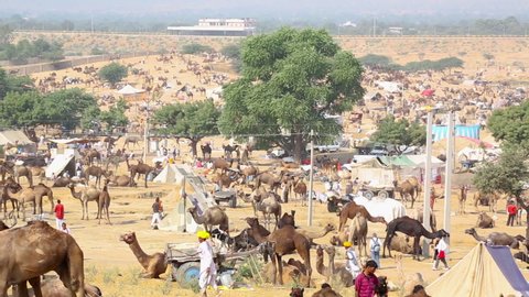 PUSHKAR, INDIA - NOVEMBER 20, 2012: Famous indian camels trade Pushkar mela camel fair festival in field. Pushkar, Rajasthan, India