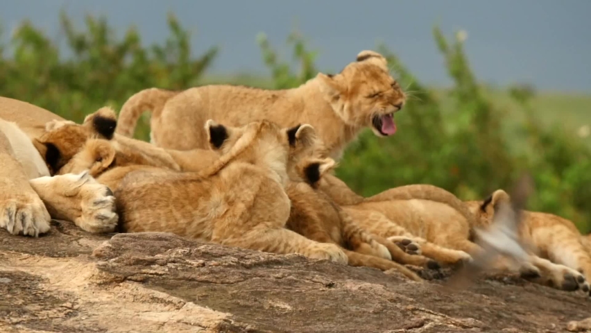 A young lion cub yawns and stretches before nursing Royalty-Free Stock Footage #1084607659
