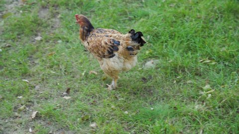 One domestic beautiful colorful hen walking on green grass at meadow of country site in village. Close up, outdoor. Bird farm. Chicken free range poultry farming concept. Sunny day. No people.
