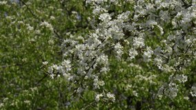 Close-up view 4k stock video footage of beautiful blooming with white flowers branches of fruit spring trees