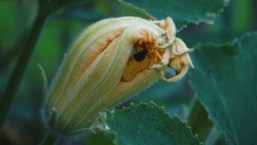 video of insects in tropical pumpkin flowers