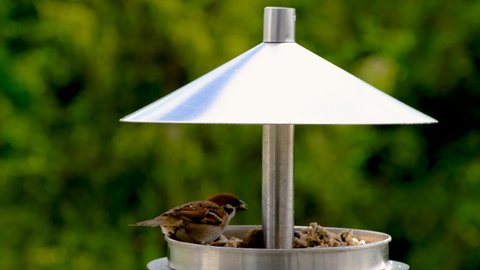 Amazing animal world : Sparrows are eating