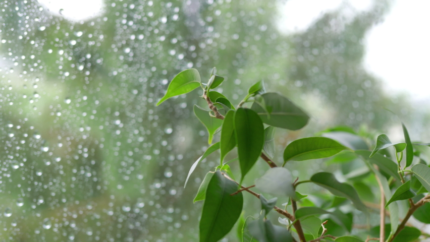 Rainy day behing the window in 4k slow motion 60fps