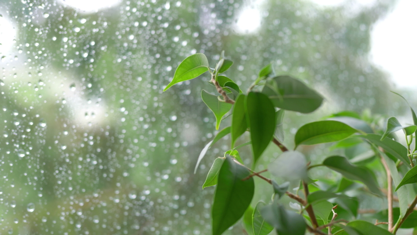 Rainy day behing the window in 4k slow motion 60fps