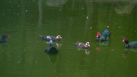 Red-headed ducks living in an artificially created lake (tadorna ferruginea) Wild ducks...