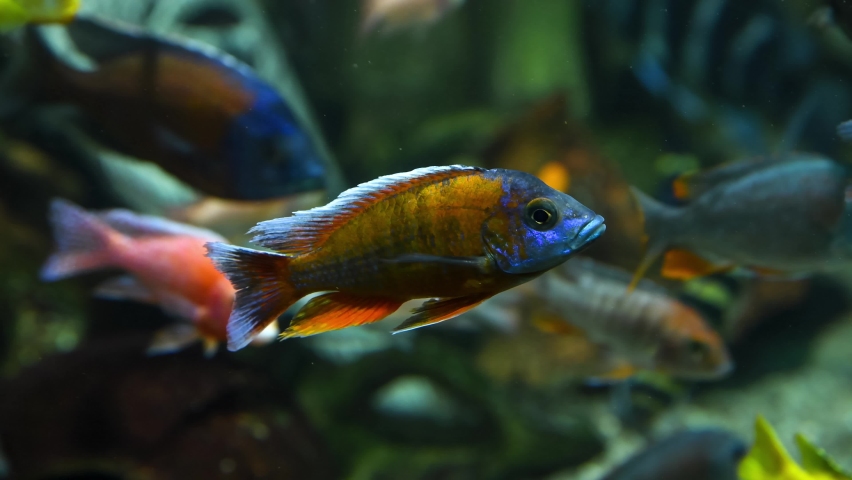Close-up view of colourful Butterfly Peacock Aulonocara (Aulonocara nyassae), known as the emperor cichlid, freshwater fish swimming in water next to other cichlids. Tropical fishes theme. | Shutterstock HD Video #1084623127