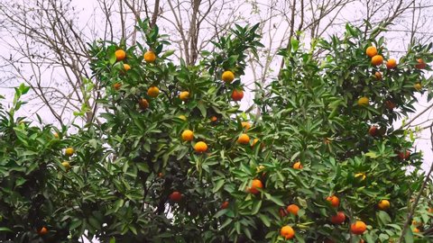 Tangerine trees grow on the plantation. Tangerine garden with mature tangerines shimmers in the sun. The wind strongly tilts the trees. Farming and gardening agriculture