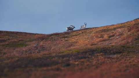 A pack of reindeer walking along the ridge of the hill in the autumn tundra. Slow-motion pan right shot.