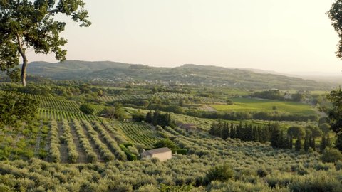 Aerial of Green Olive Trees in Beautiful Landscape of Southern France
