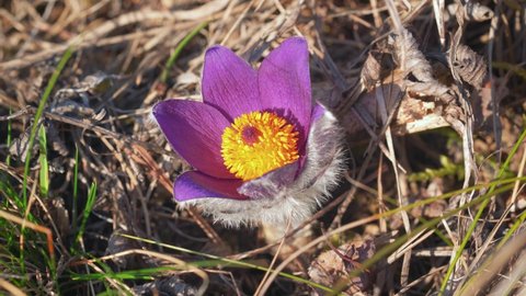 Static shot of pasque flower ( Pulsatilla grandis ) only few dry grass blades moving in soft wind