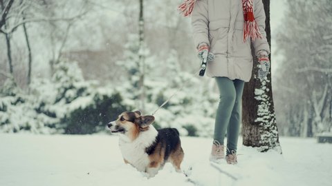 4k slow motion cute Pembroke Welsh Corgi dog walking outdoors in deep snow with woman owner. blizzard, snowflakes flying, dog walks ahead on camers. winter beauty fist snow fun.