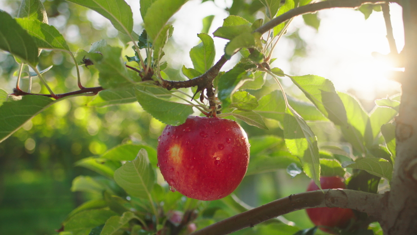 Details taking closeup in front of the camera ripe red apple from the tree in the middle of apple orchard Royalty-Free Stock Footage #1084629259