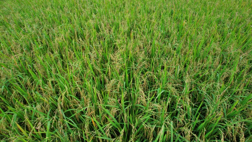 Green paddy field dancing with wild wind. Beautiful paddy field 4K video  with cloudy sky. Asian village paddy field footage. Windy weather video  with a green paddy field and rural area. 14244520