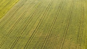 Green wheat field from a bird's eye view on a summer sunny day. Agronomic industry. Agricultural region of Ukraine, Europe. Cinematic drone shot. Filmed in UHD 4k video. Discover the beauty of earth.